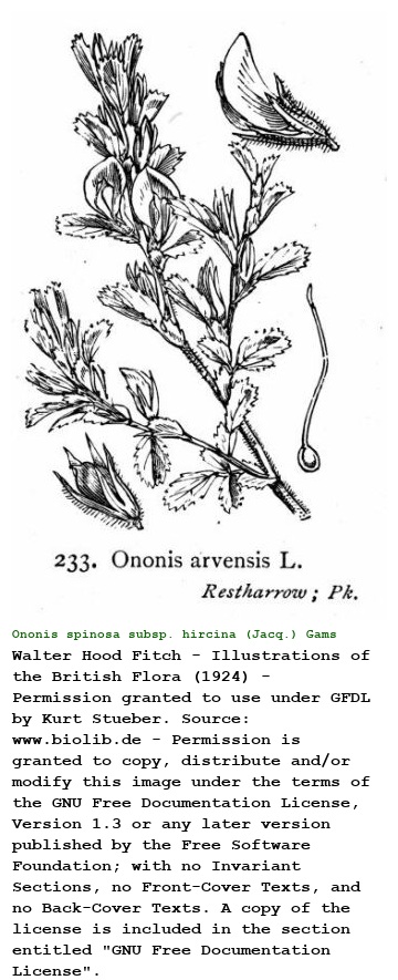 Ononis spinosa subsp. hircina (Jacq.) Gams